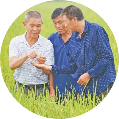 湖北洪湖市，农技员（右一）做田间指导。