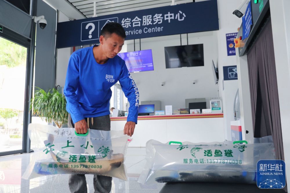 ↑ 10月31日，工作人员将装袋、加氧后的小湾东镇生态江鱼放上安检设备，准备通过高铁动车运往昆明。