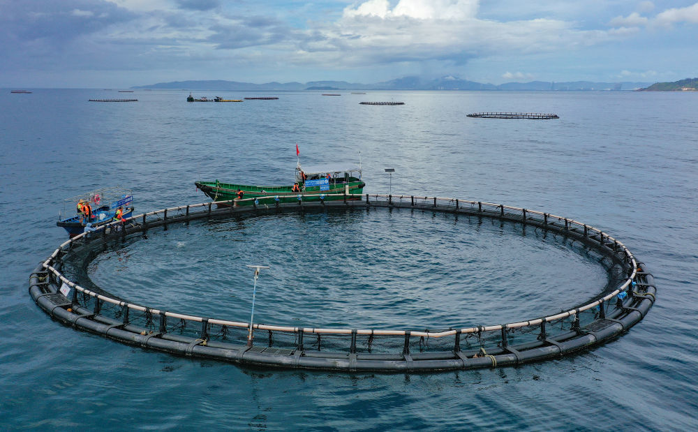2025年9月17日，海南陵水黄鳍金枪鱼海上养殖示范基地工作人员在投喂金枪鱼（无人机照片）。新华社记者 郭程 摄