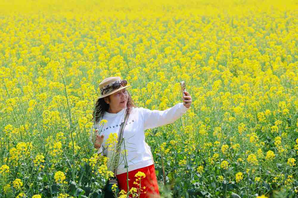 游客在罗平县油菜花海里拍照打卡。新华社记者熊轩昂 摄