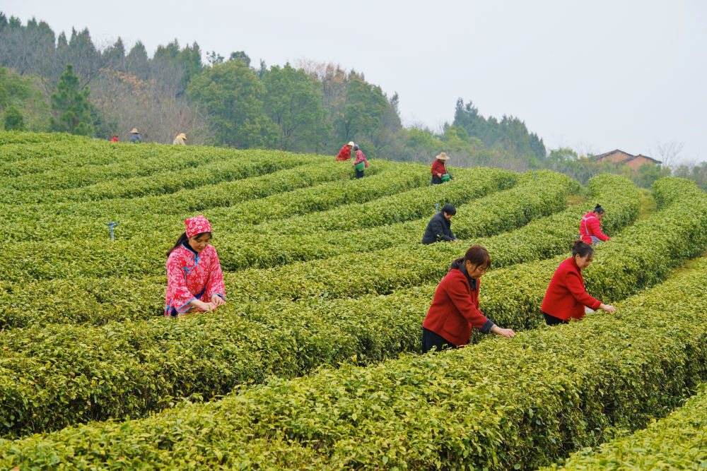 游客在陆泉生态茶园体验茶叶采摘。新华社发