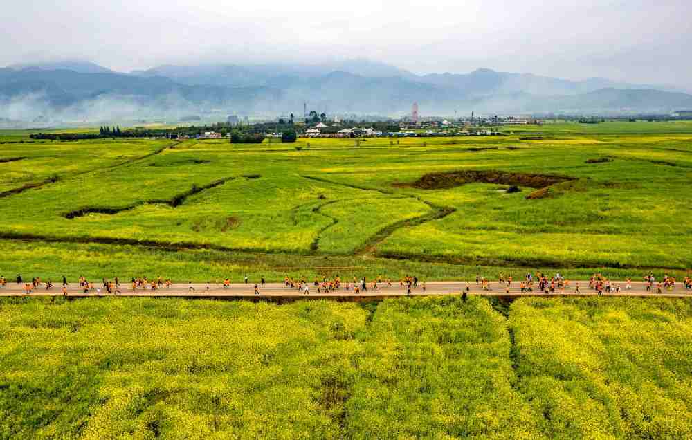 参赛选手在2026曲靖罗平花海马拉松健康跑比赛中(无人机照片)。新华社记者陈欣波 摄