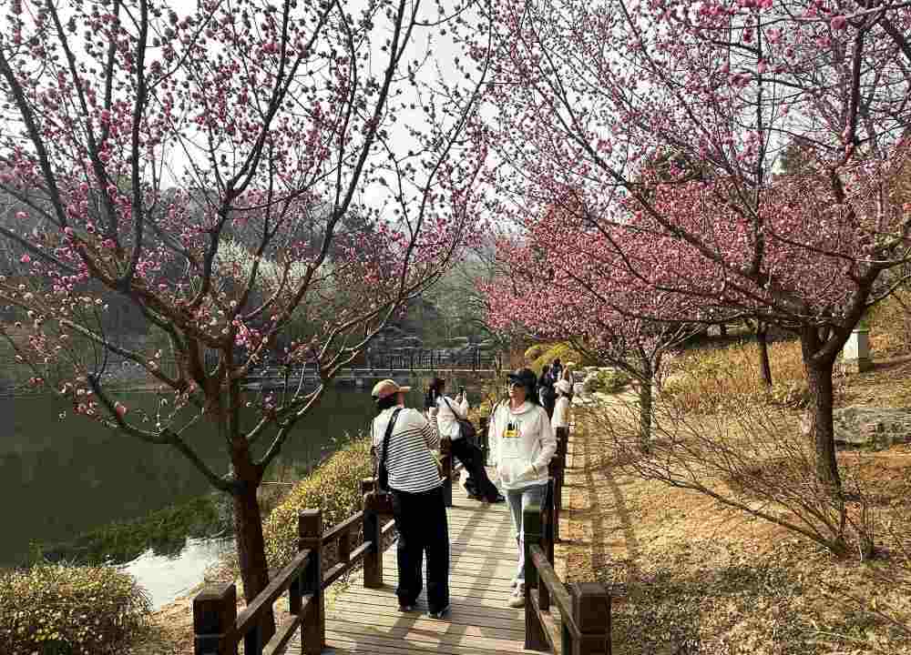 游客在国家植物园(北园)赏花。新华社记者杨淑君 摄