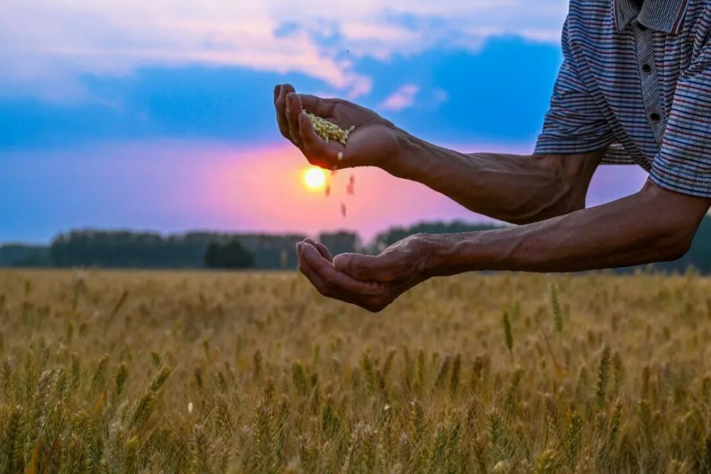 河南省商丘市夏邑县会亭镇贾楼村农民在麦田内查看麦粒饱满程度。新华社发（王高超摄）