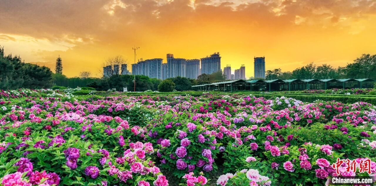 洛阳牡丹花海。 朱雨云 摄