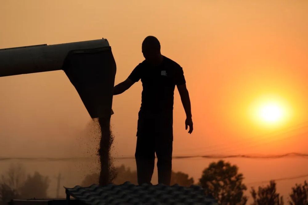 河南省宝丰县闹店镇东军营村村民在收获小麦。新华社记者 李嘉南 摄