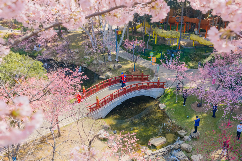 武汉东湖樱园一角。新华社发