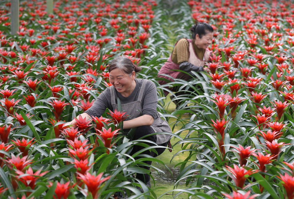 钟祥市柴湖镇花卉产业园的秋冬季图景。 新华社发（范云杰 摄）