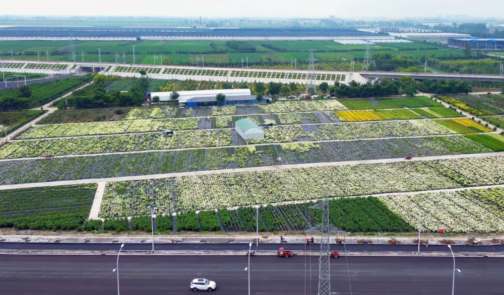 钟祥市柴湖镇花卉产业园的春季图景。新华社发（范云杰 摄）