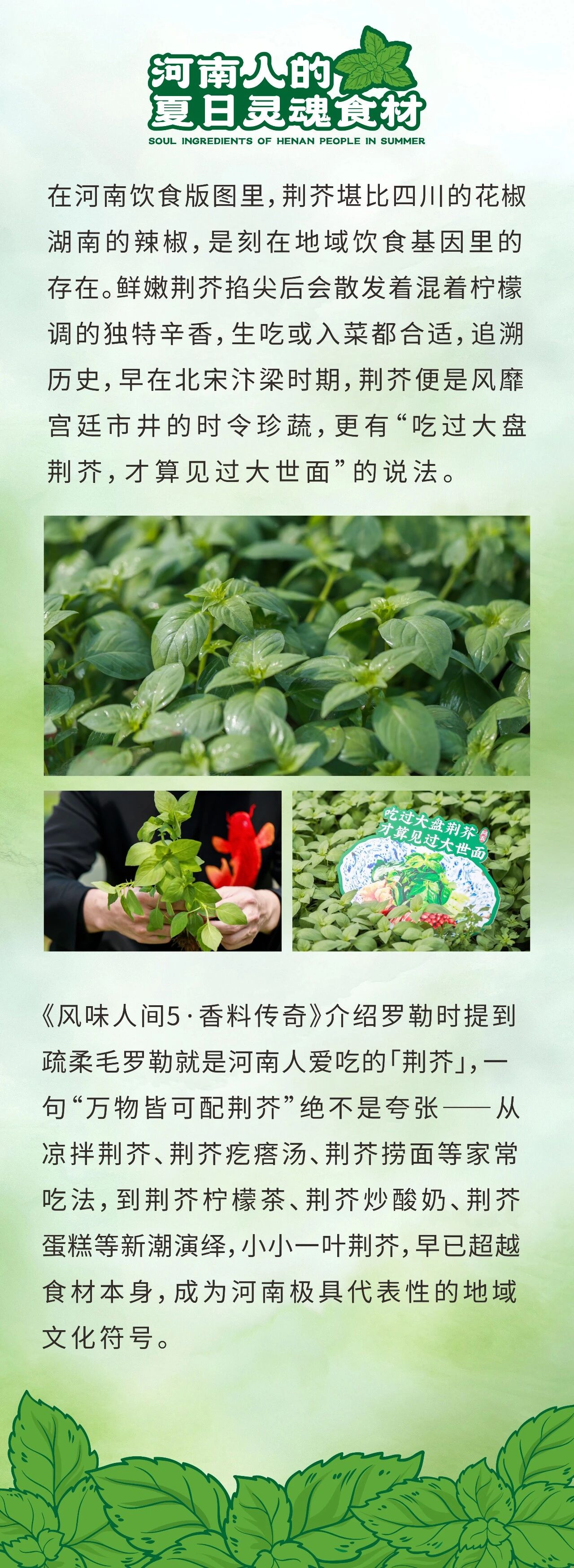 阿五大叶荆芥生态种植基地