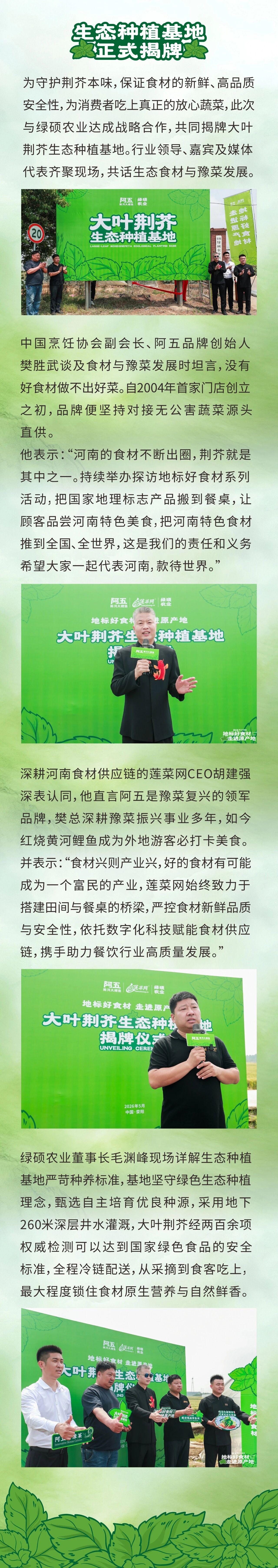 阿五大叶荆芥生态种植基地