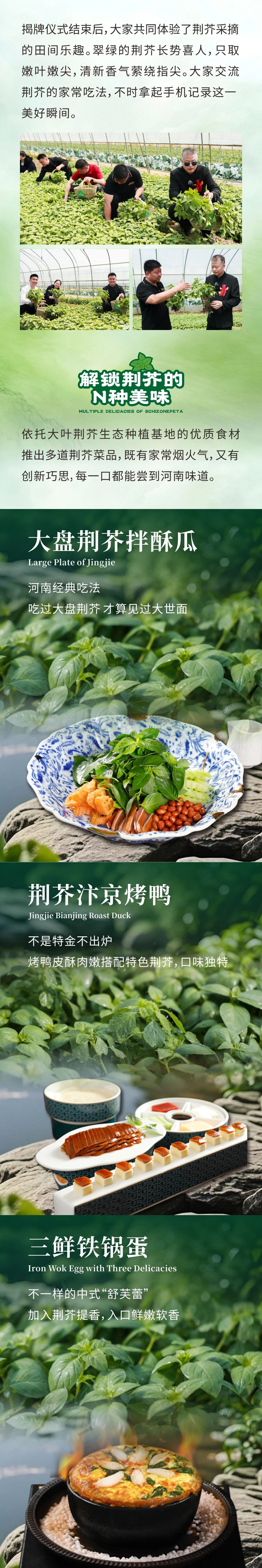 阿五大叶荆芥生态种植基地