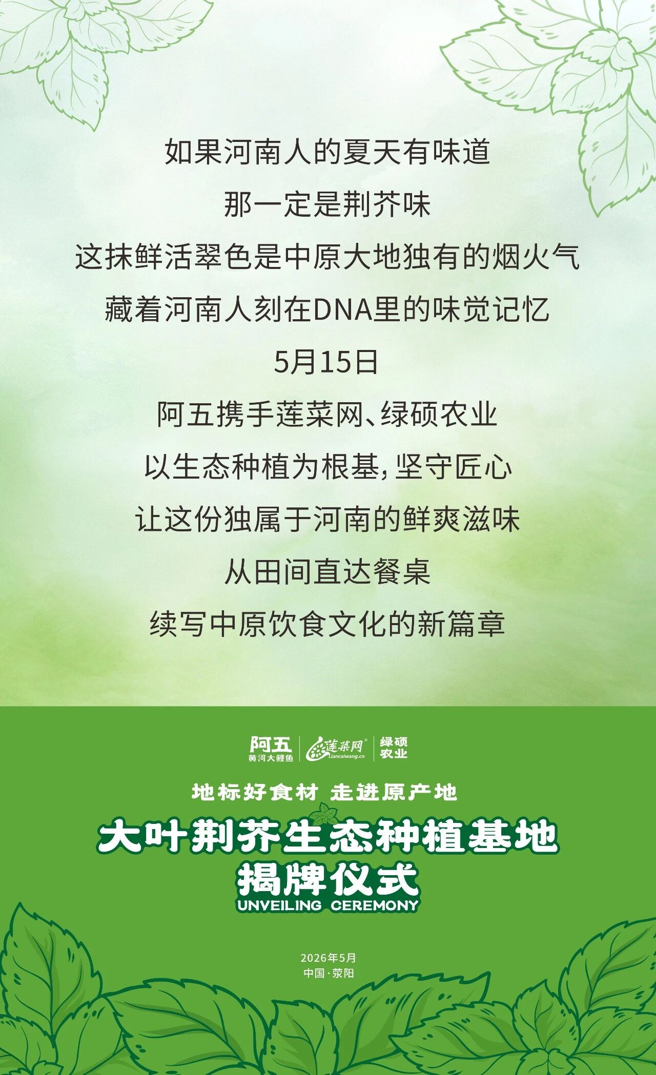 阿五大叶荆芥生态种植基地