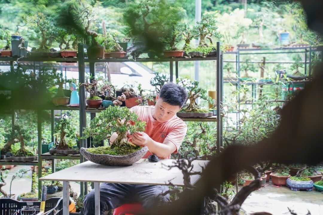 ▲90后小伙回乡打造“广西盆景第一村”（图/CFP）