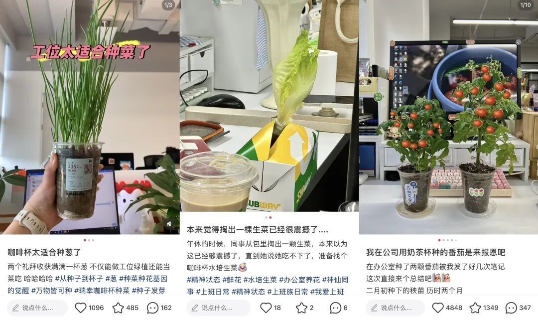 用外带杯种菜，也太合适了吧！（图/小红书截图）