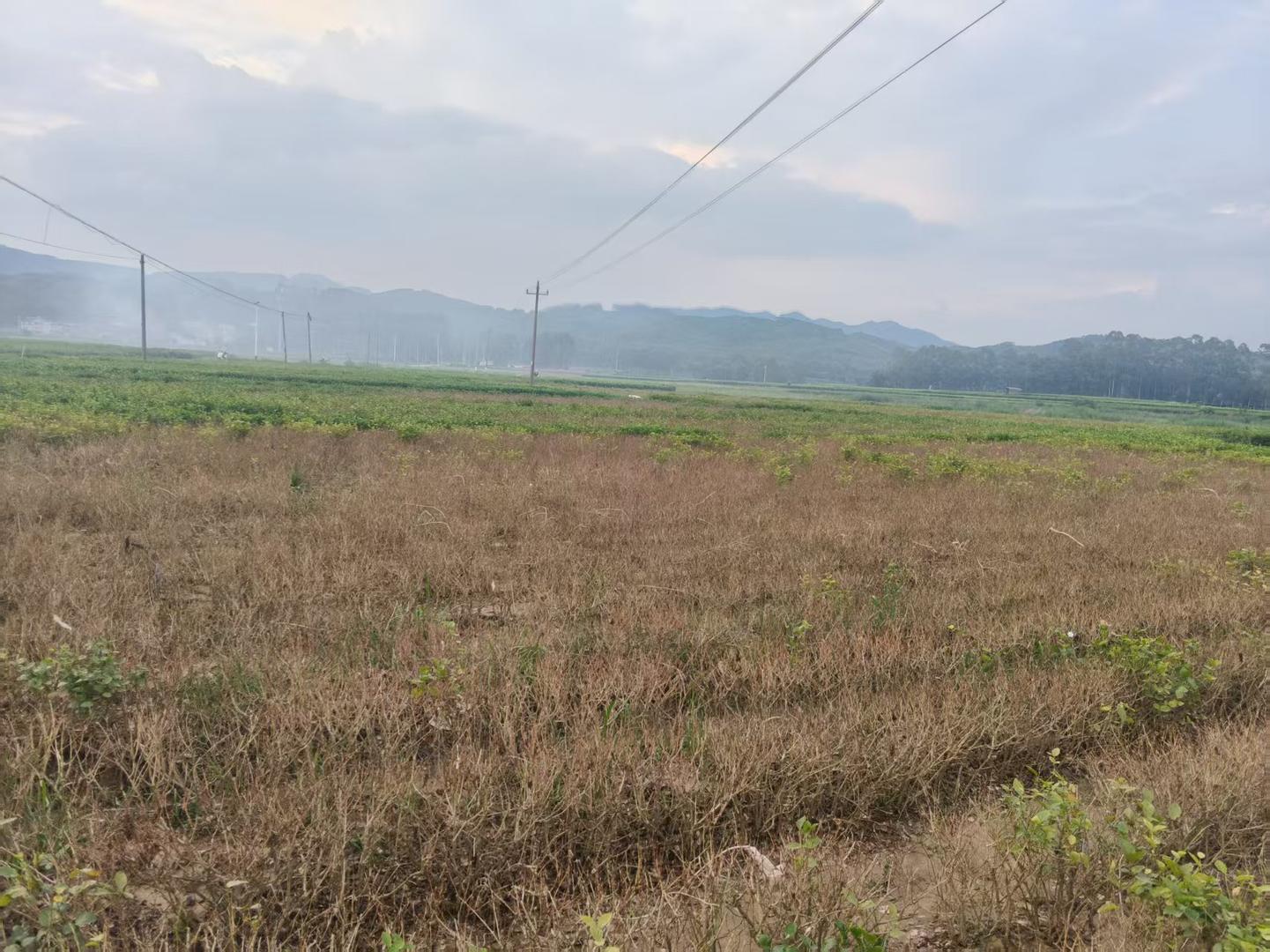 ▲被洪水淹没后的茉莉花